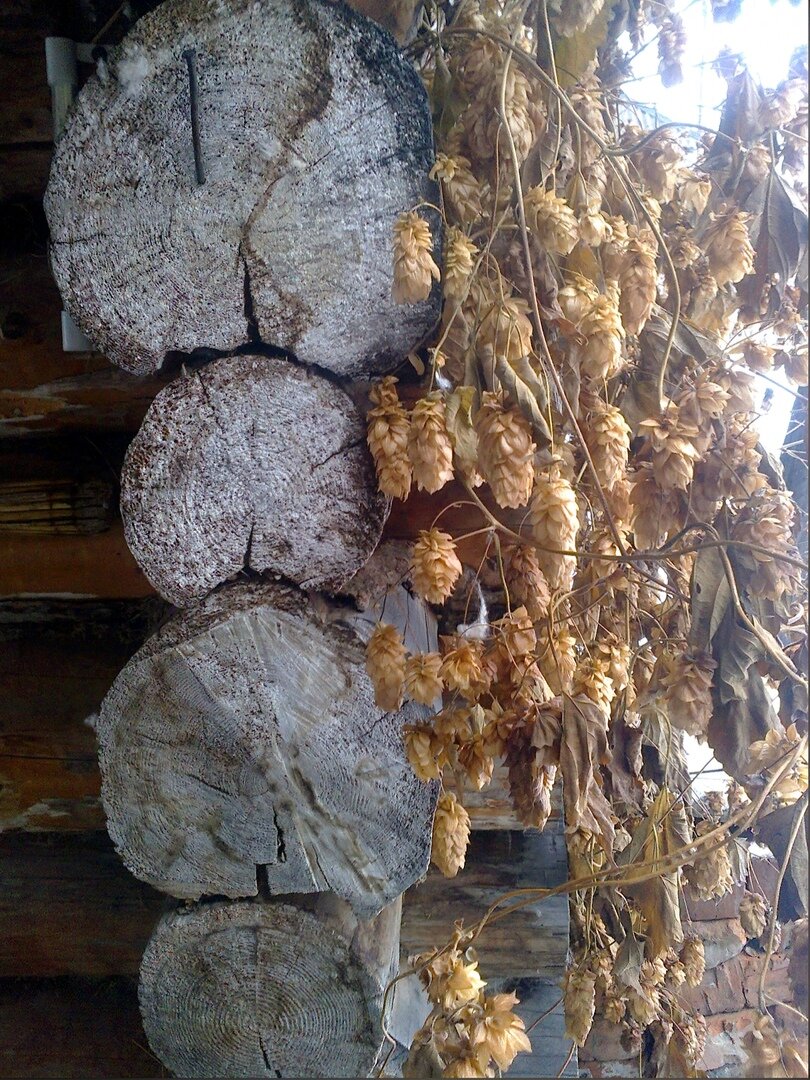 У меня попроще и натуральнее, просто сруб. Хмель осенью.