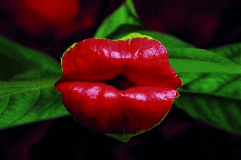 Psychotria elata