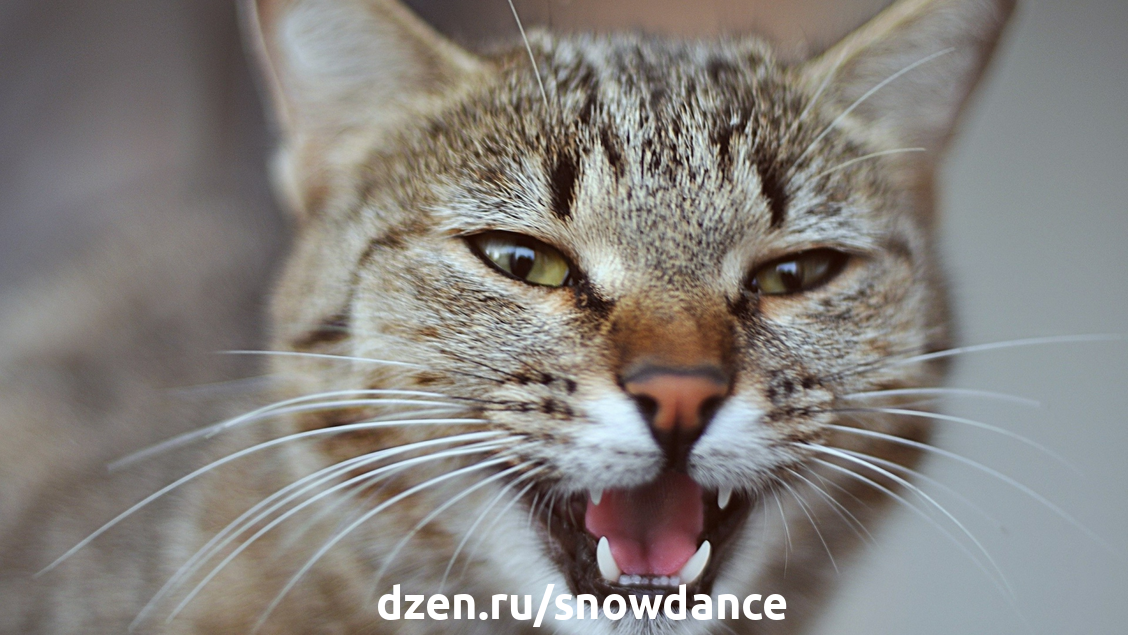 Какие звуки издают кошки, и что они означают | КотоВедение | Дзен