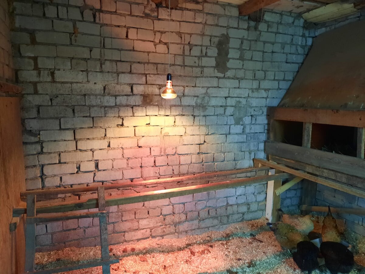 Красный греющий, над насестами, чтобы птичка ночью не мерзла.