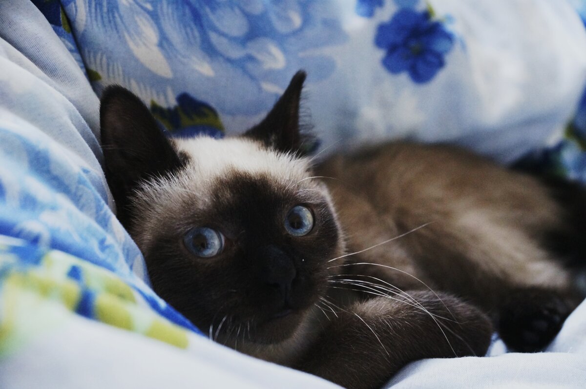 Этот кот прожил у нас 6 месяцев и ушёл