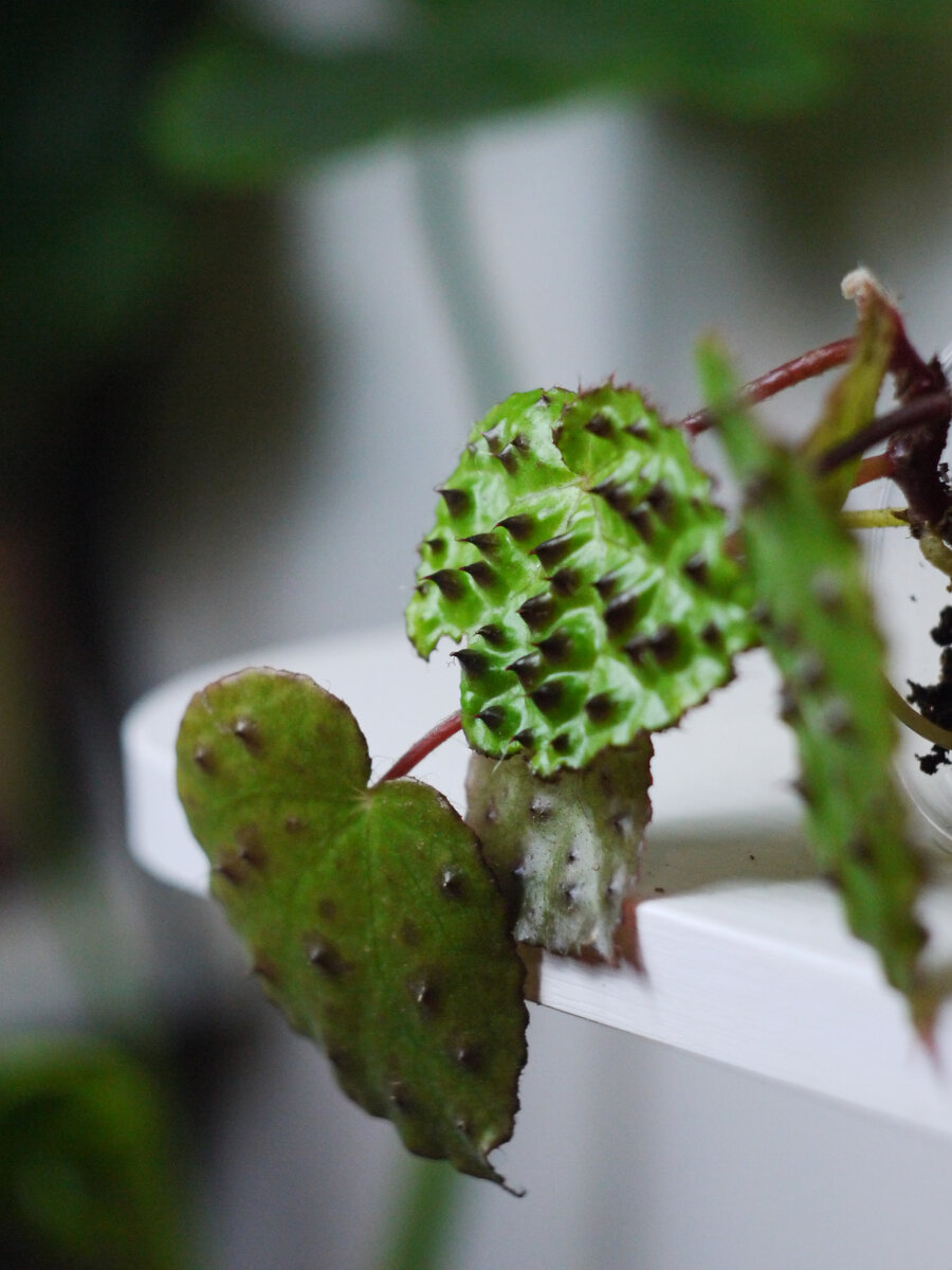 Уже проданный экземпляр, снята на беззеркальный Panasonic и советский объектив Гелиос 44-3