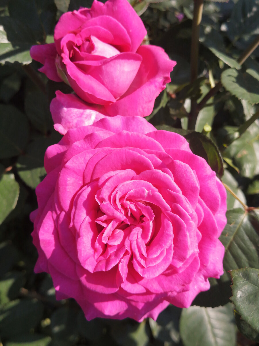 Parfum de Reve. Фото автора. 