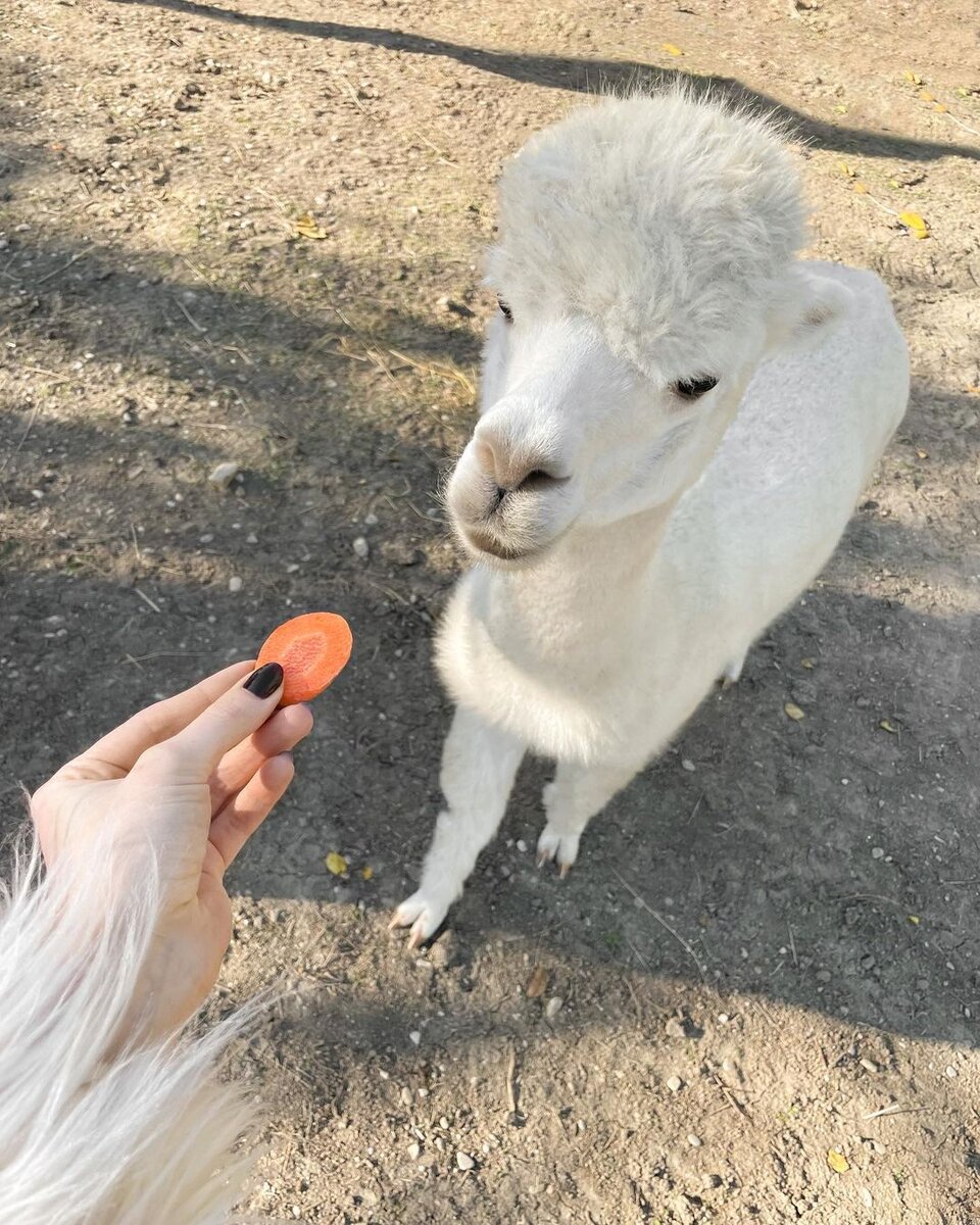    Анна Заворотнюк приехала на ферму альпак в АзербайджанеСоцсети Анны Заворотнюк