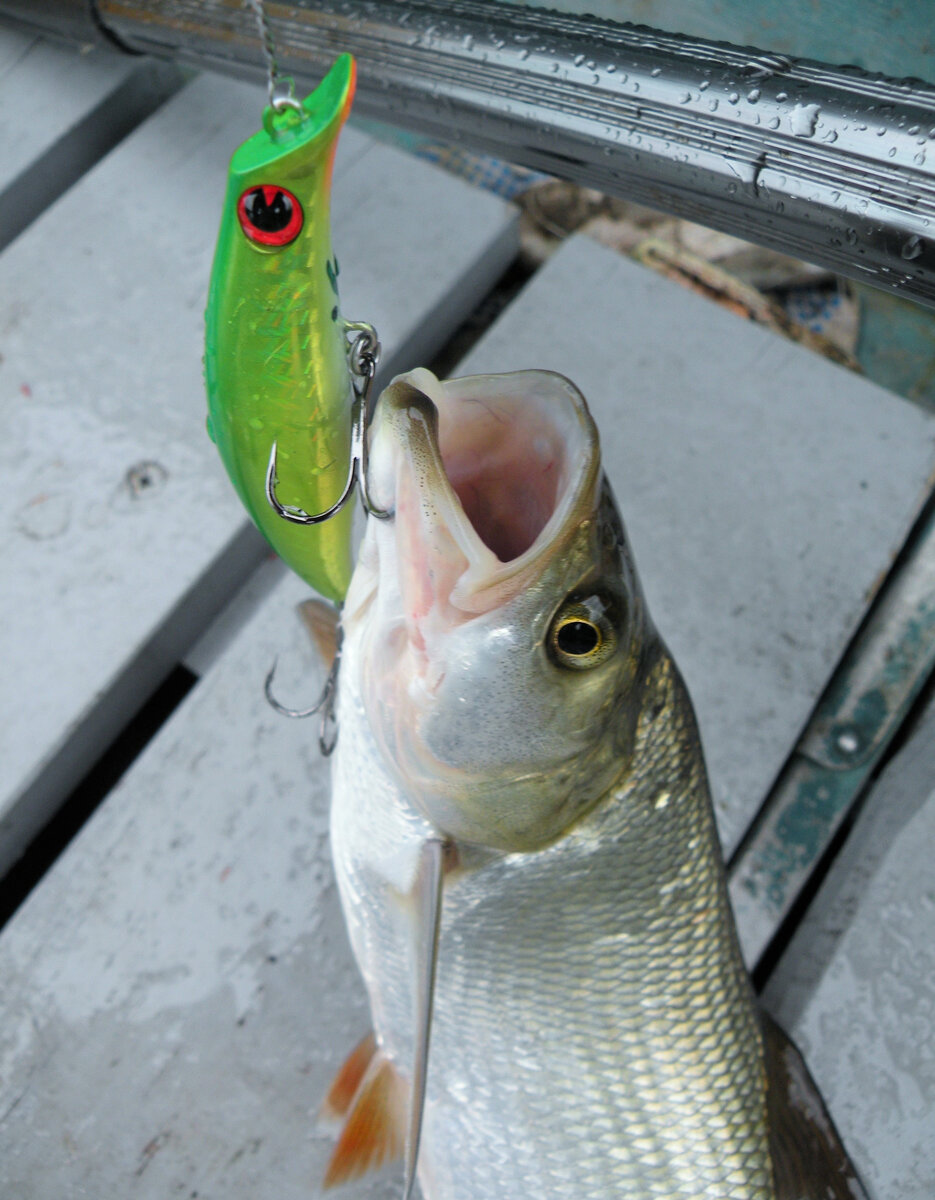На Волге рядом с окунем частенько "пасётся" и жерешок...