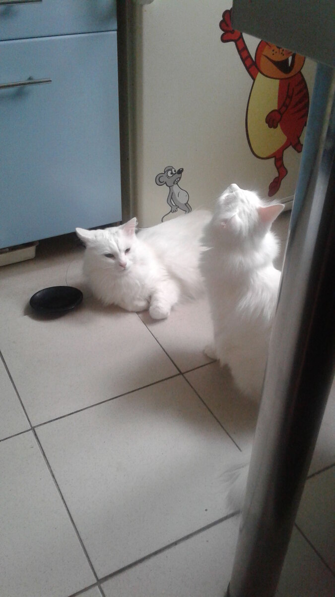 В ожидании перед холодильником