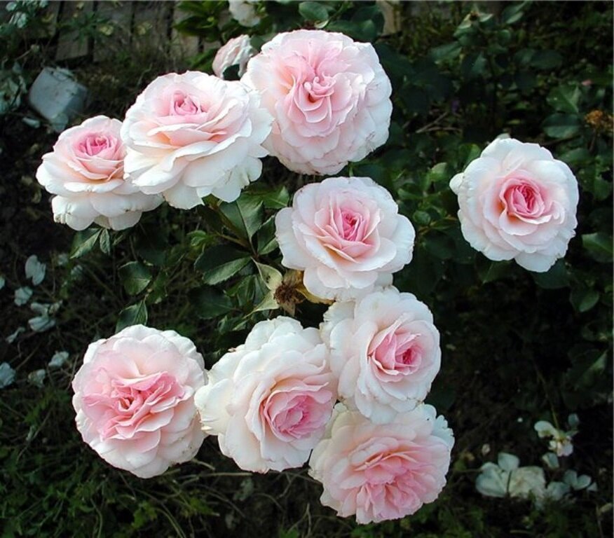 Роза Бремен Штадмузикантен 