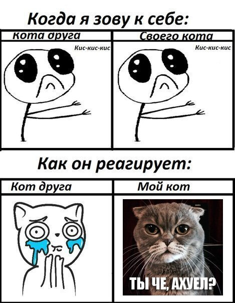 Кис кис мем. Мемы с котами. Мемы про котов. Кот Мем. Коты с мемами без матов.