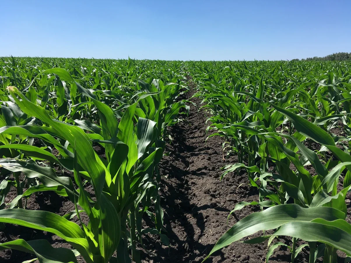 Проведение визуальной оценки растений на опыте в Аргентине