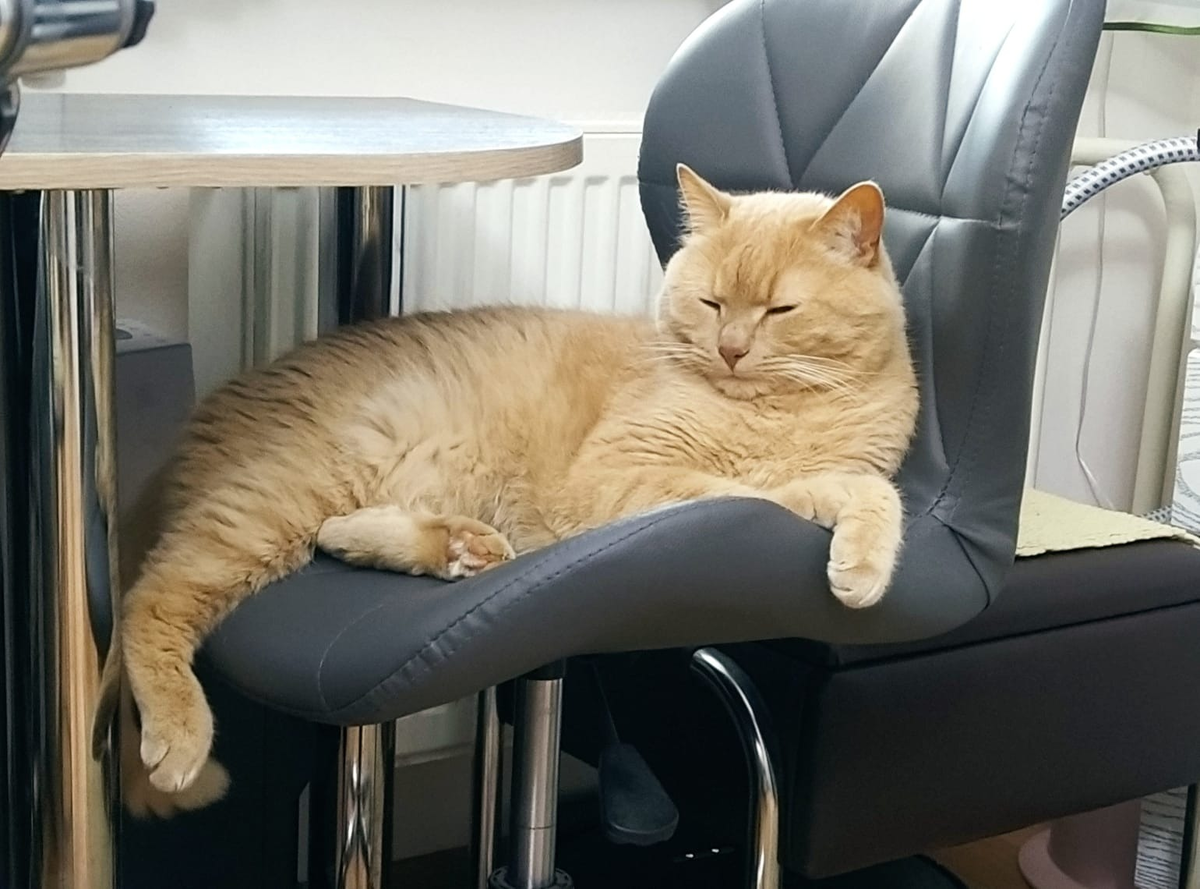 Его величество Наццу, король всея квартиры, повелитель двуногих, укротитель мышек, коробок и целлофановых пакетов! 