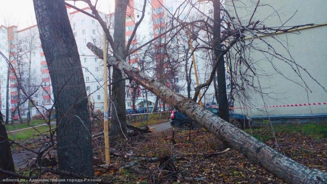    Фото с сайта администрации Рязани