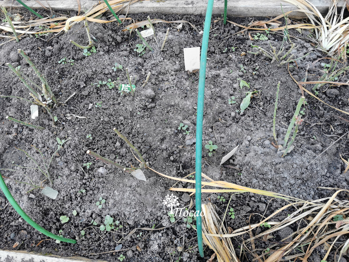 На улице сыро и дождливо, но розы сухие. Жухлая трава рядом с розами - это не сорняки, а лилейники. Когда буду окончательно укрывать розы - срежу их.