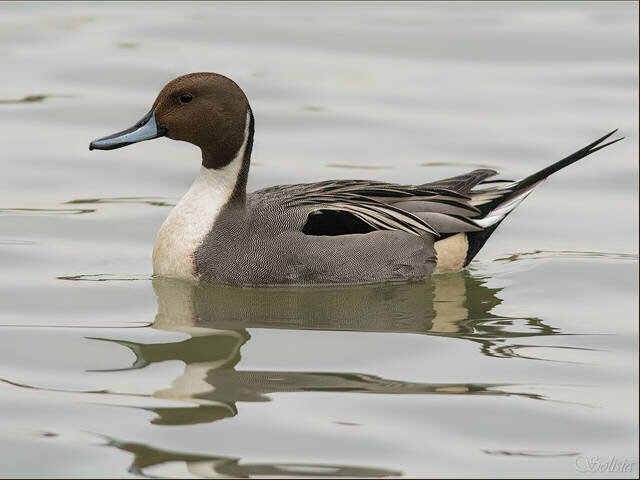 Шилохвость (утка)