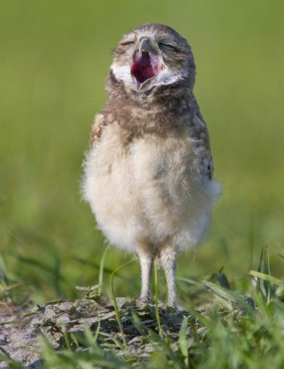 Взято/Источник: pinterest.com