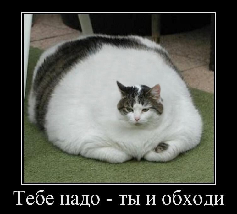 Источник фото: https://shutniks.com/smeshnye/12636-smeshnye-kartinki-obzhory