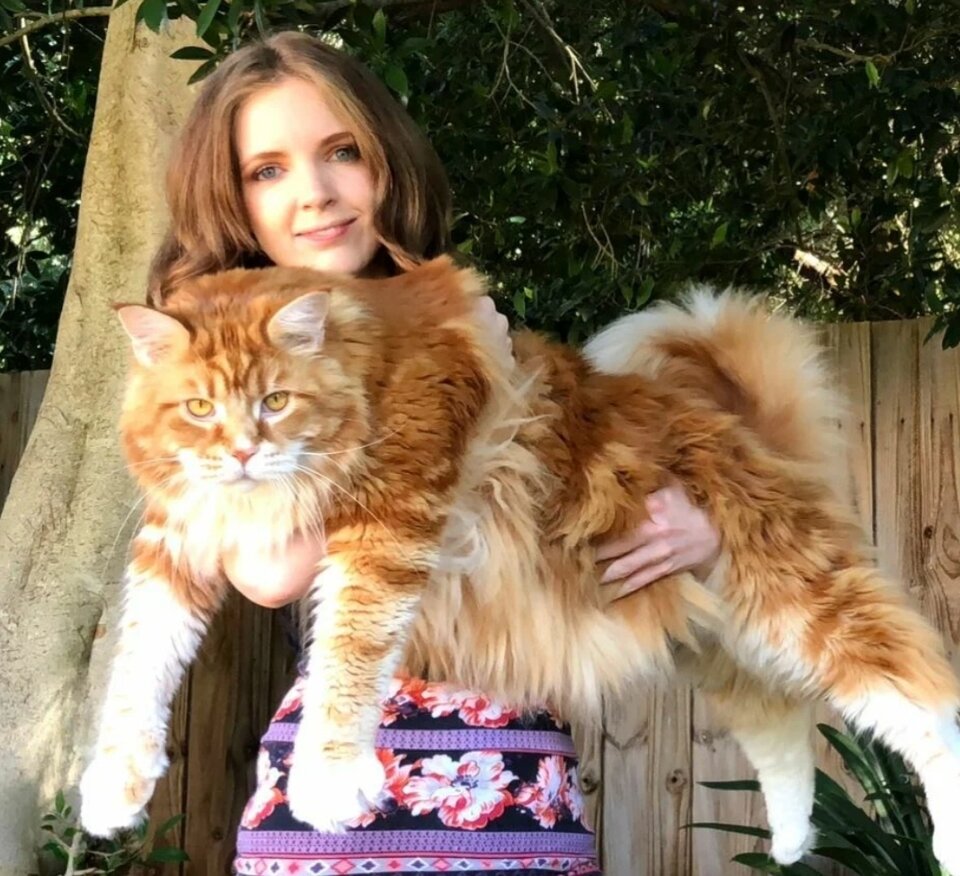 Вот ещё одно