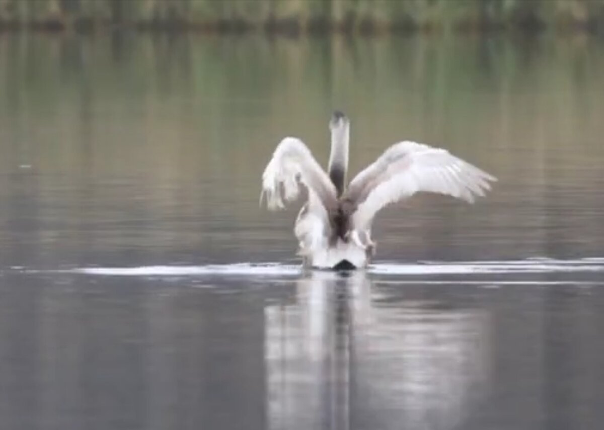 Лебедь повредил левое крыло.