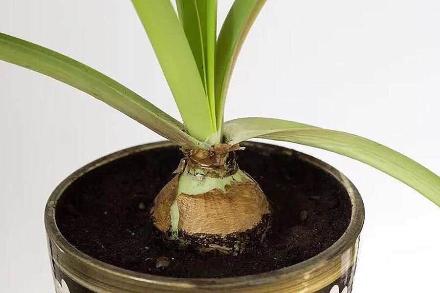 Гиппеаструм не зацвел - разбираемся в причинах