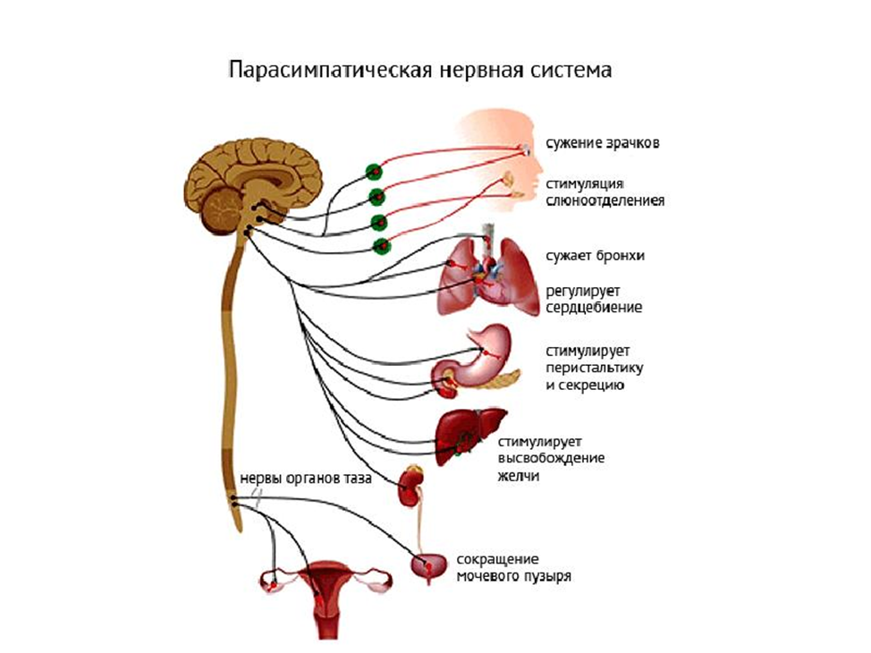 Вегетативная нервная система строение и функции. Парасимпатический отдел ВНС функции. Центры парасимпатического отдела вегетативной нервной системы. Парасимпатический отдел вегетативной нервной системы схема. Ядра парасимпатического отдела вегетативной нервной системы.