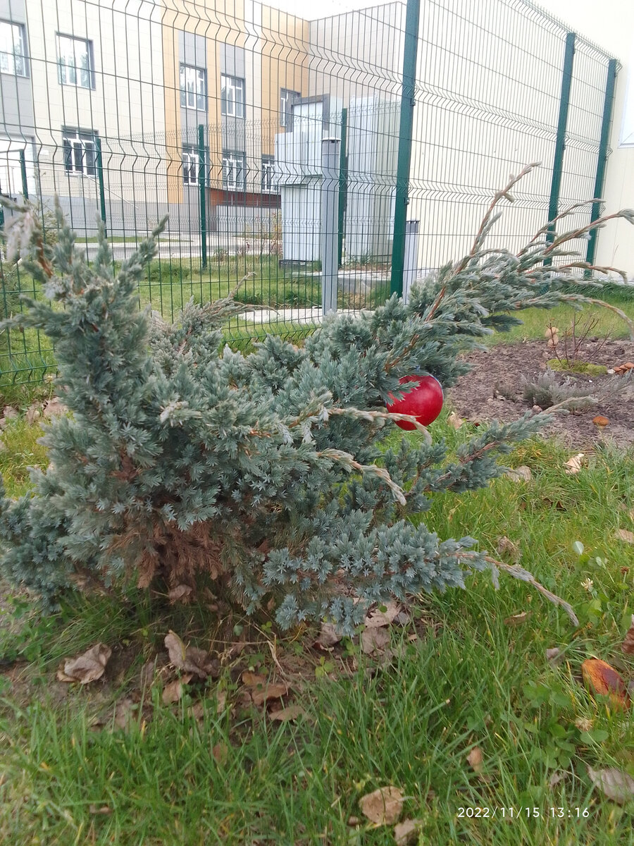 Воронеж, 15.11.22 Сухо, травка зеленела. 