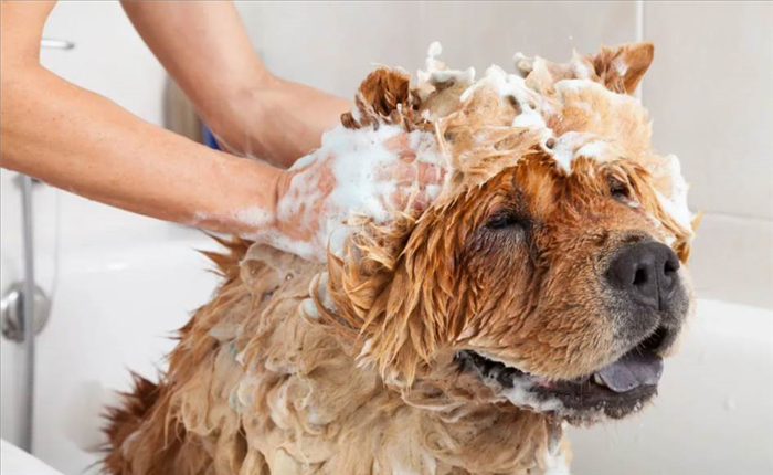 Особенности косметики для собак