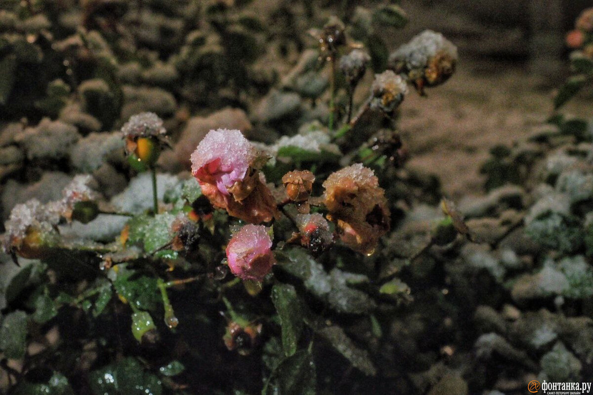   
 Фото: Михаил Огнев/«Фонтанка.ру»