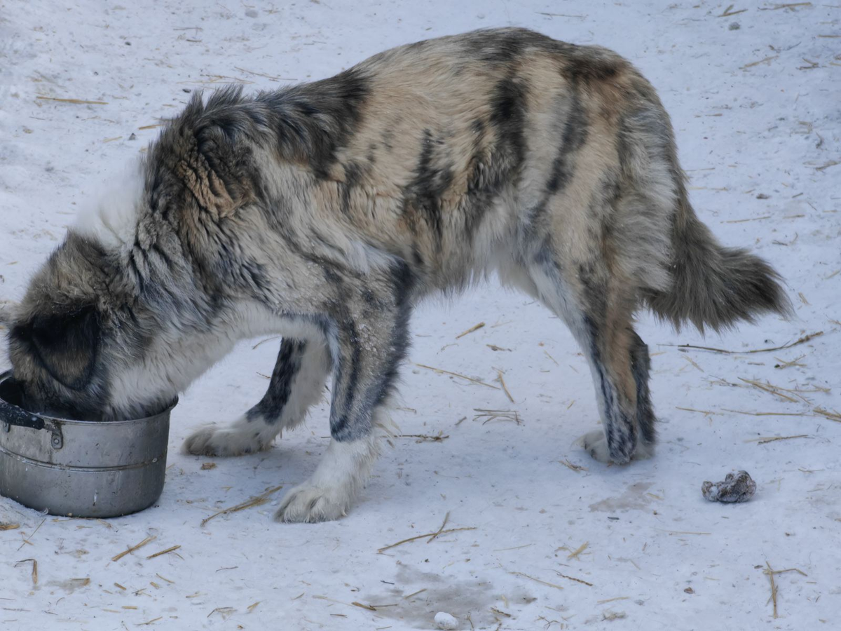 Сильва (она же бывшая Пиратка)