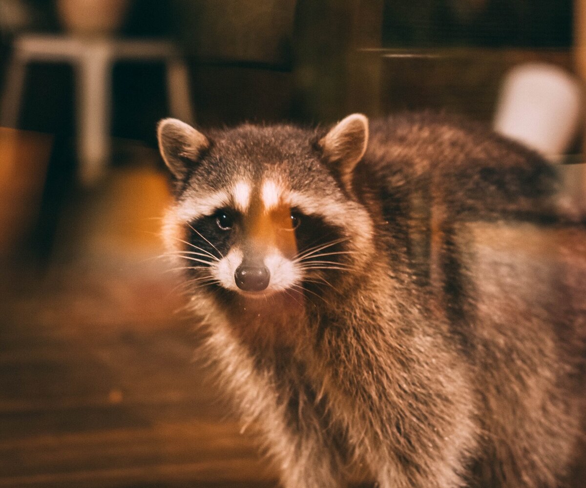     Енот сорвал заседание городского совета в Акапулько. Он с грохотом упал с потолка