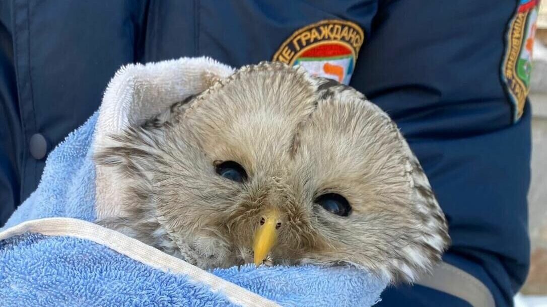     Сова попала в вентиляцию совмещенного санузла и не смогла выбраться самостоятельно.