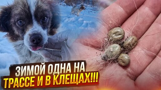 ШОК😱 Котёнок заживо замёрз в коробке, а рядом бегала ещё живая собачка 😱