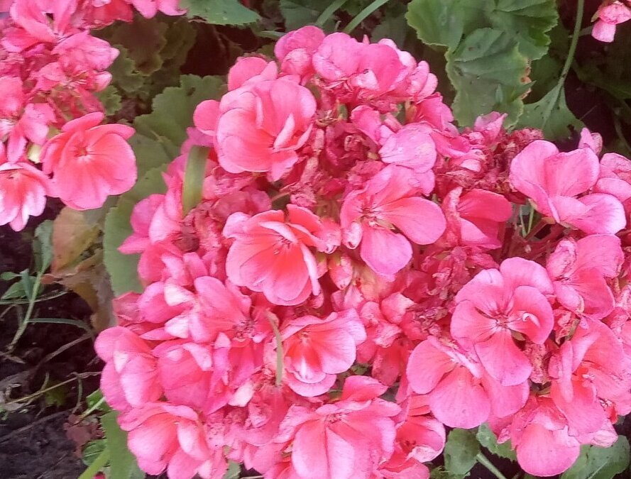 Мы уже с дачи уезжаем, а она ещё цветёт. Начало ноября, между прочим