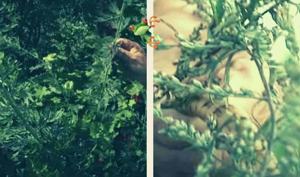 Полынь - святая трава