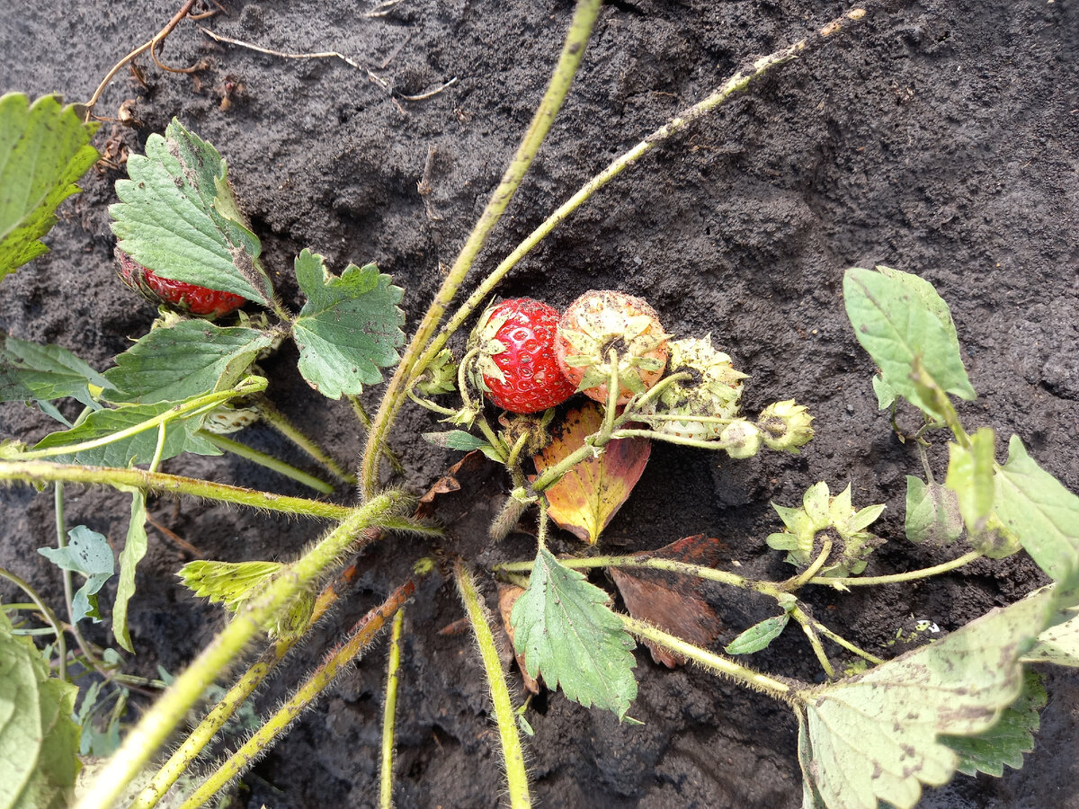 Клубника в грязи и усы обрывать нужно