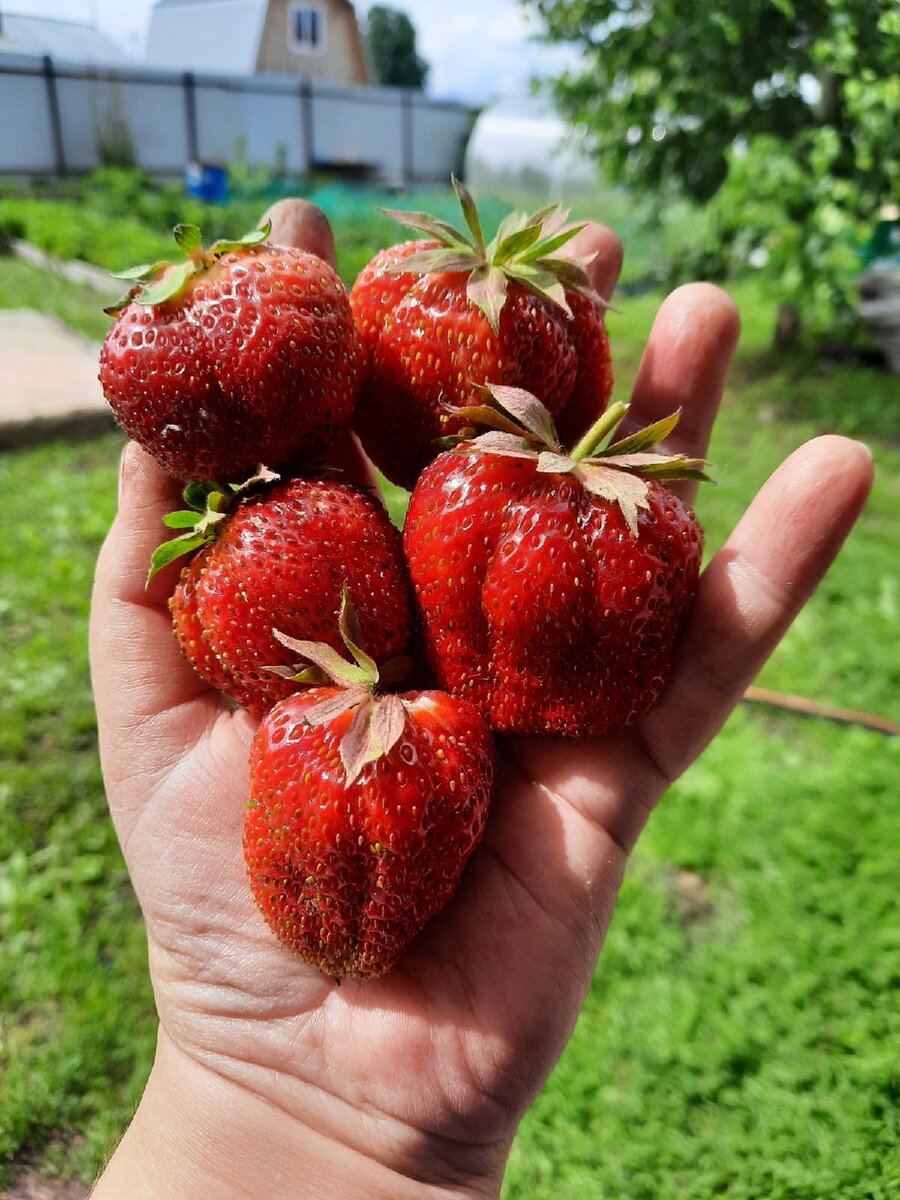  Сорт не известен, поделилась соседка) Фото: автора (мое).