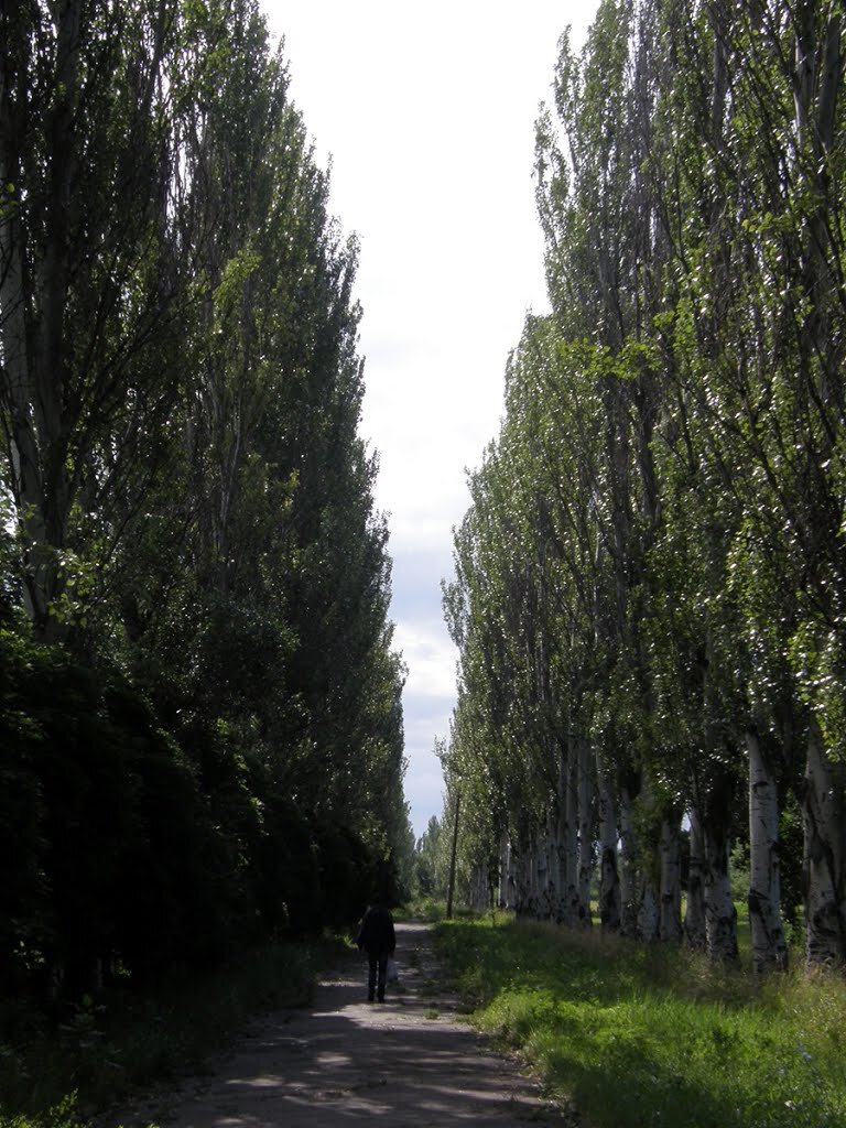 Тополиная аллея, калининград. Тополиная аллея, калининград. Тополиная аллея улицы. Тополиная аллея владивосток. Тополиная аллея улицы.