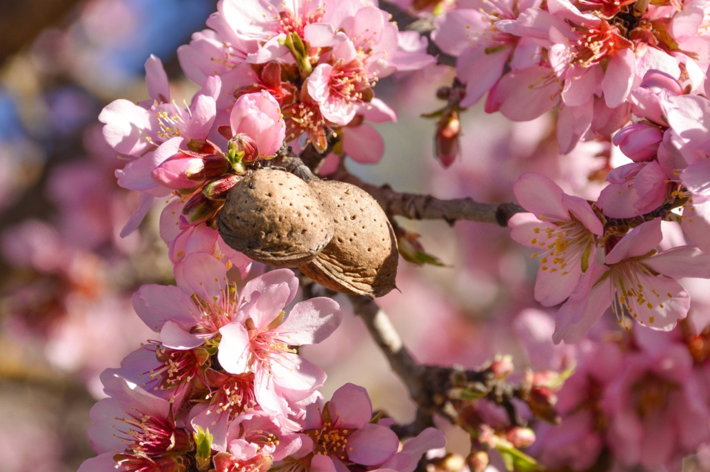 Цветущий миндаль. Фото с сайта anphilos.com