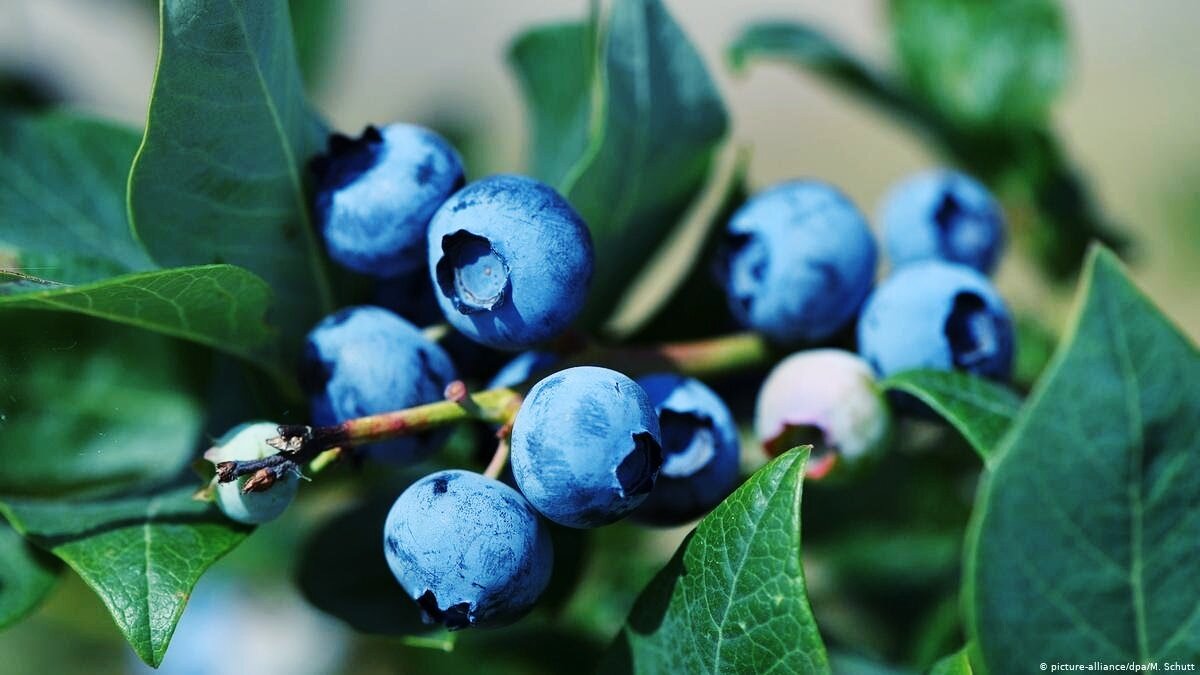 Увы, фото не автора....