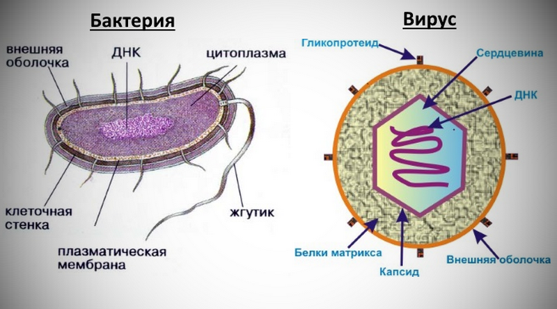 Отличие бактерии и вируса