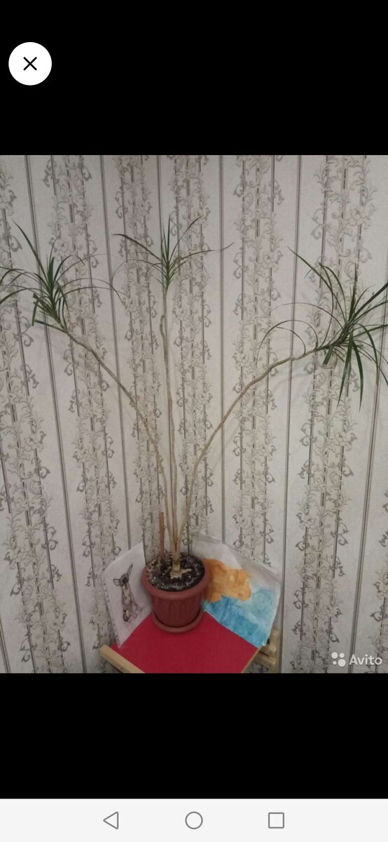 В таком виде я купила драцену