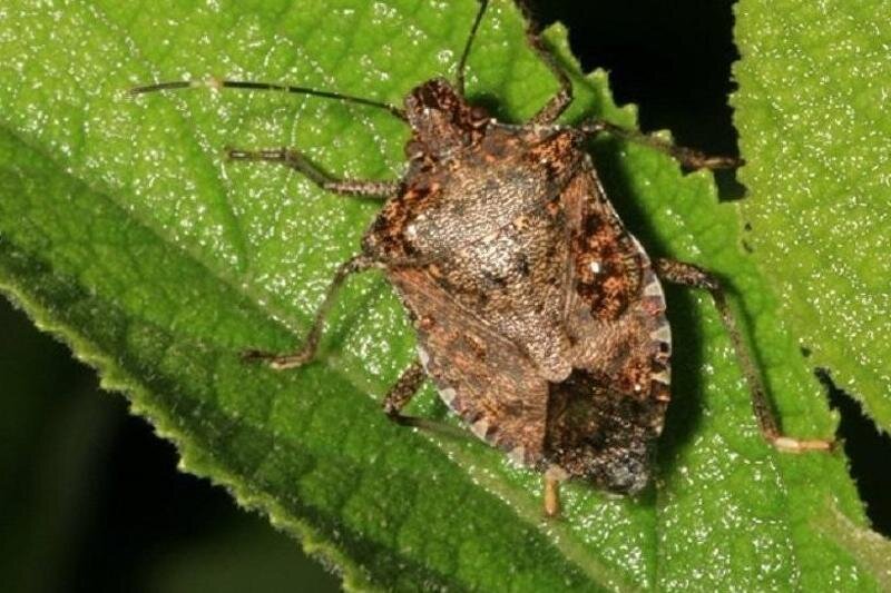 Взрослая особь.