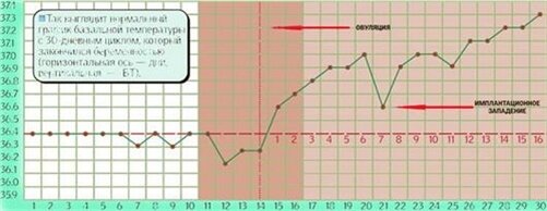 Температура 37.4 при беременности. Базальная температура если произошло оплодотворение. Базальная температура при беременности на ранних сроках после эко. Температура в матке при беременности. Имплантационное кровотечение на графике БТ.