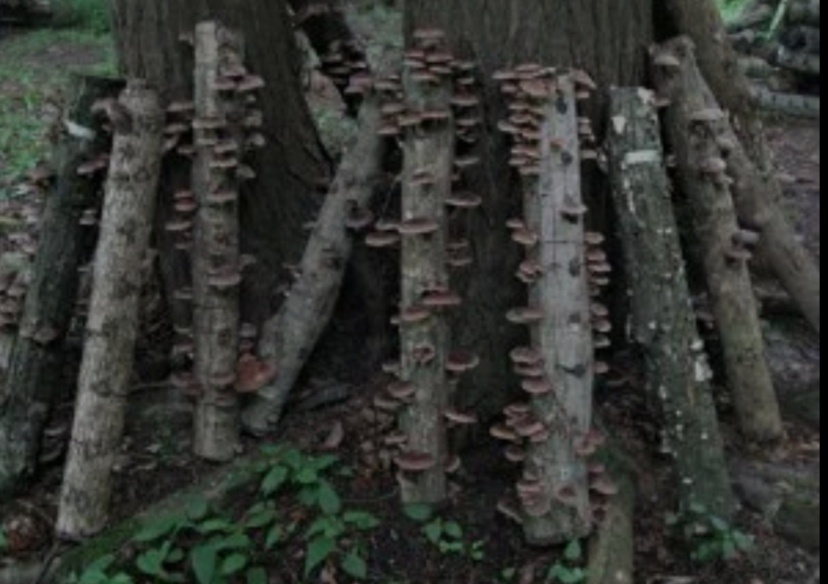 (на стволах) 