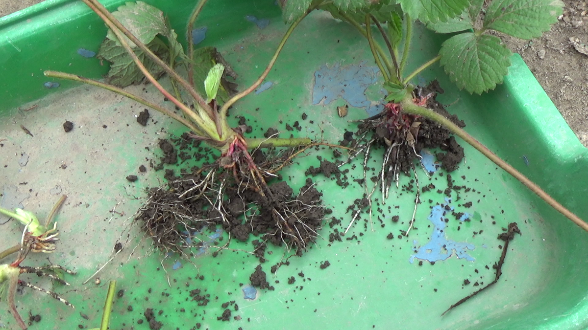 Укорененные молодые кустики клубники готовы к самостоятельной жизни на новой грядке.