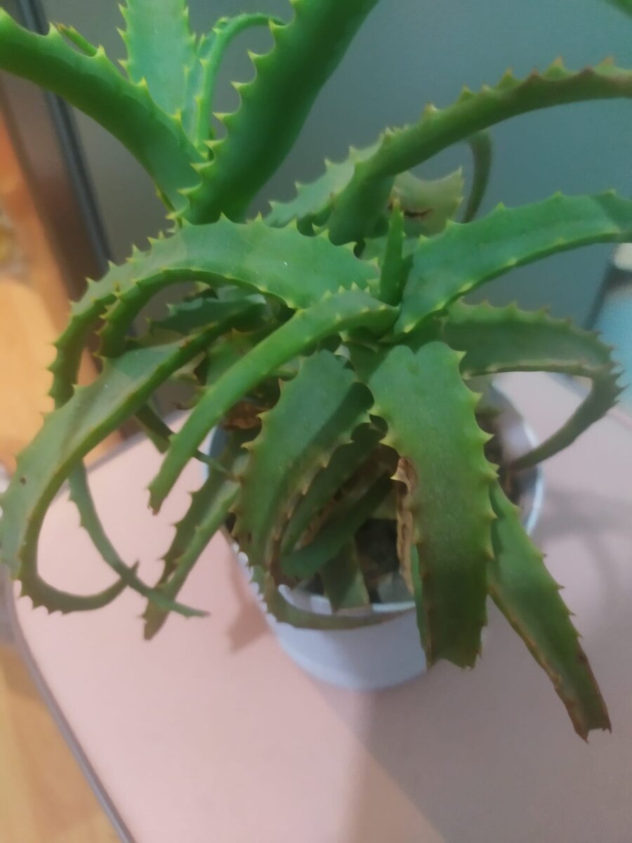 Тот самый молодой алое.