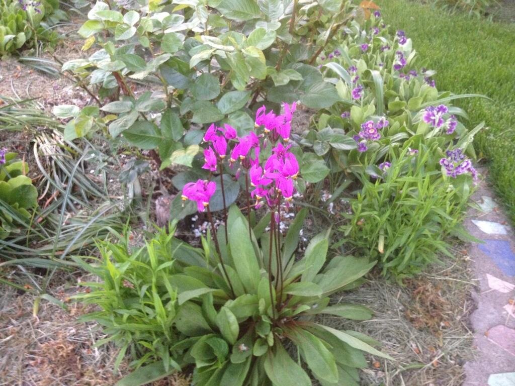 Дряквенник (Все цветы в статье — авторские)