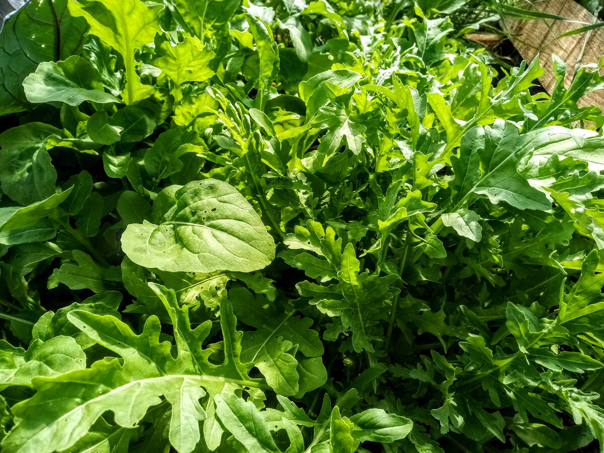 Рукола пышно зеленеет на грядке, 19 июля 2021