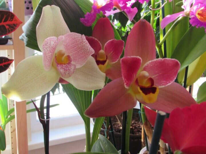 Angulocaste Red Jewel, Lycaste Muromachi