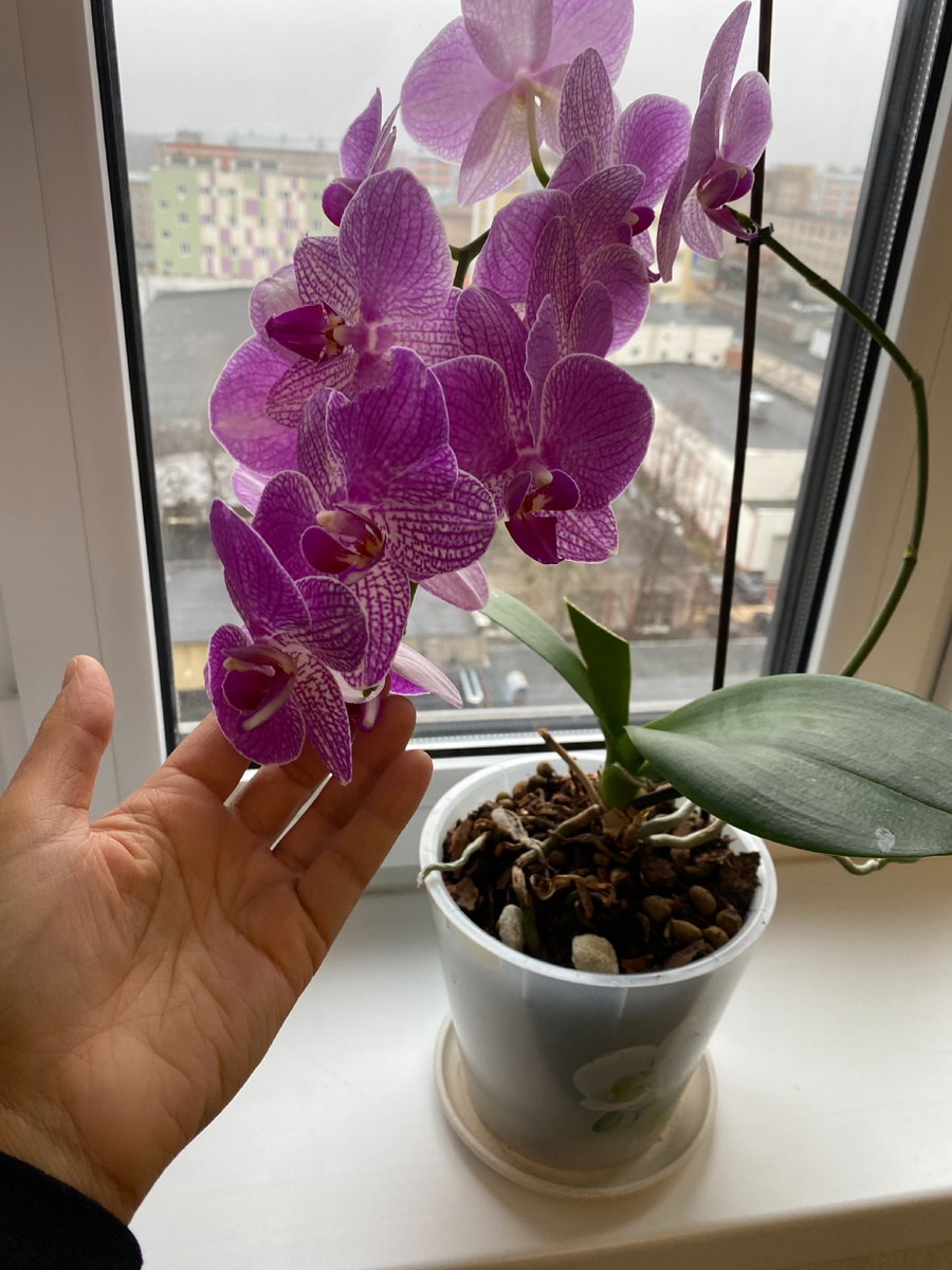 Фиолетовый фаленопсис и гирлянда из 15 цветов.