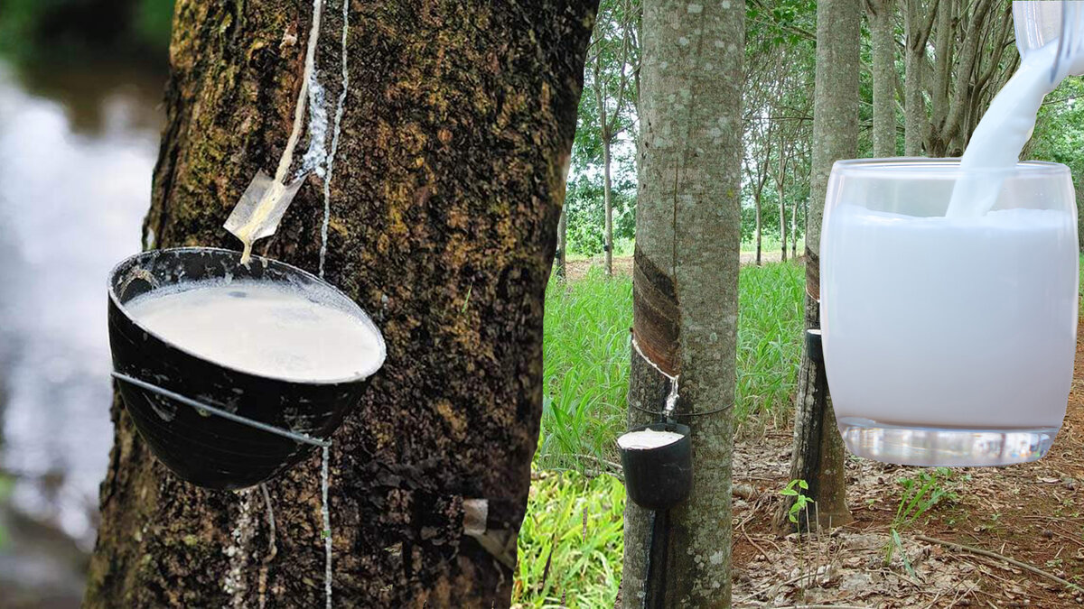 молочное дерево