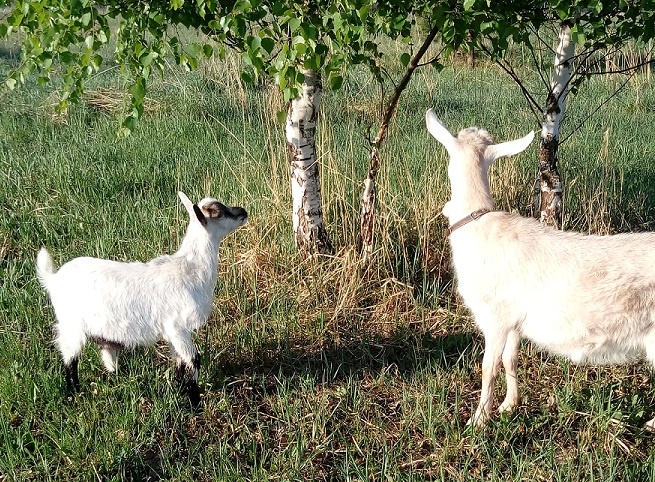 Первые животные которых мы завели. Одна из них с нами до сих пор!)))